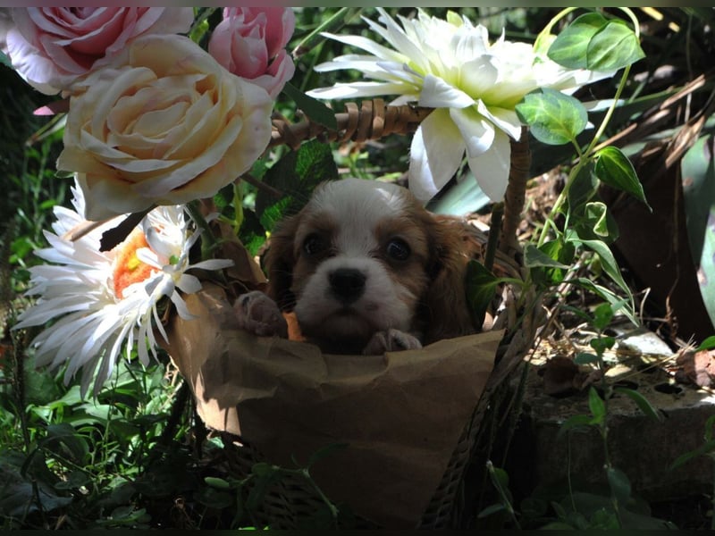 Cavalier King Charles Spaniel Jungen