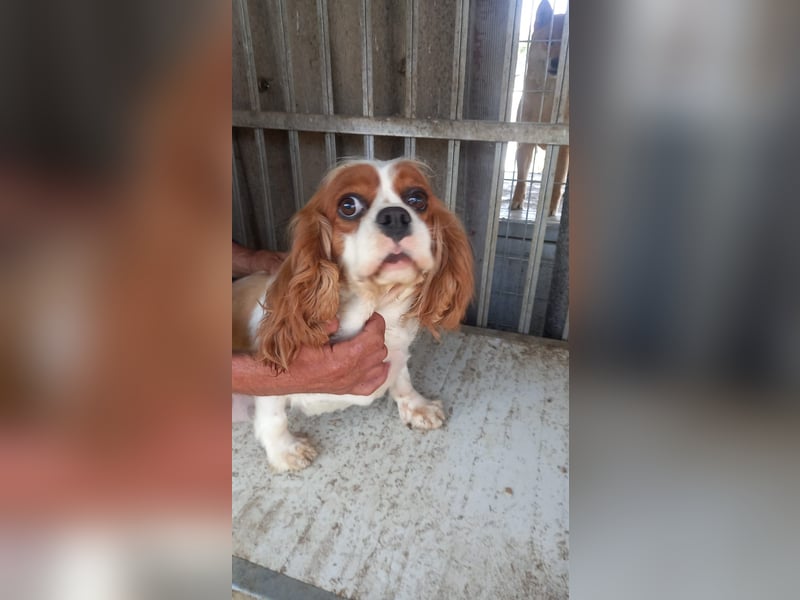 Honey2 PP – Hündin sucht liebevolles Für-immer-Zuhause