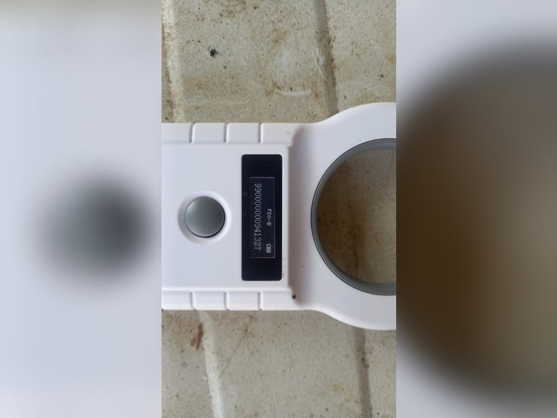 Honey2 PP – Hündin sucht liebevolles Für-immer-Zuhause