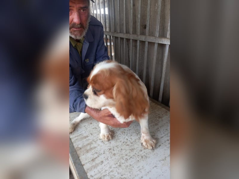 Honey2 PP – Hündin sucht liebevolles Für-immer-Zuhause