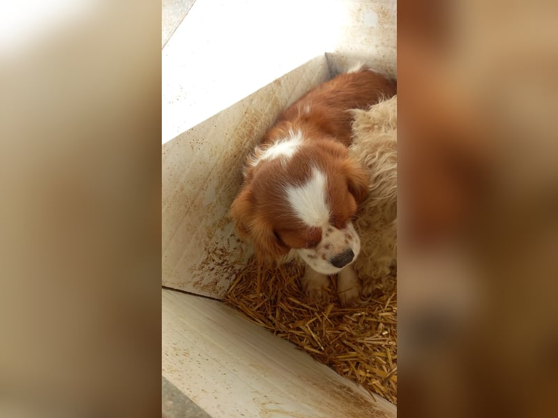 Zsuzsi PP - Cavalier-Lady sucht warmes Körbchen