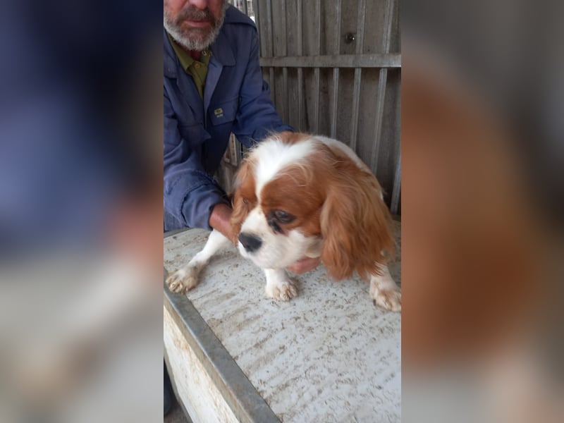 Honey2 PP – Hündin sucht liebevolles Für-immer-Zuhause