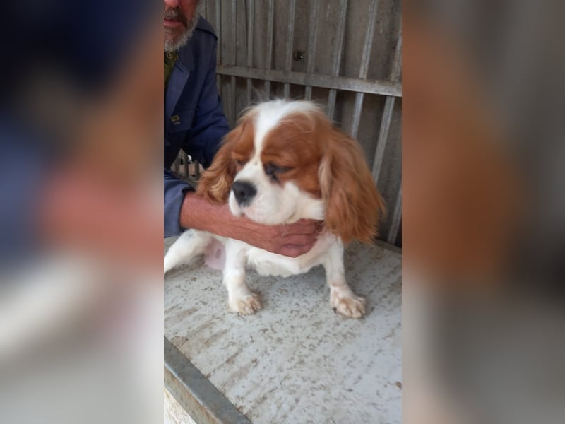 Honey2 PP – Hündin sucht liebevolles Für-immer-Zuhause