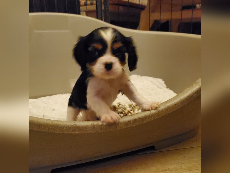 Cavalier King Charles Spaniel Welpen