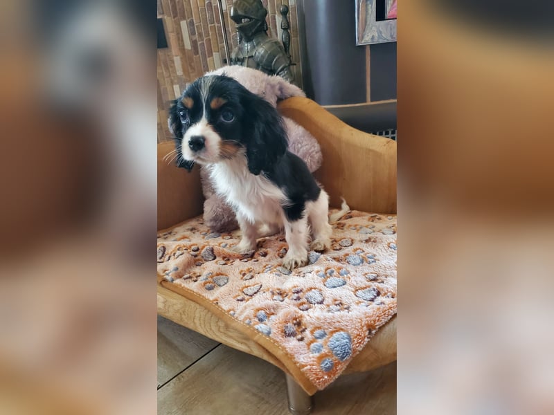 Cavalier King Charles Spaniel Welpen