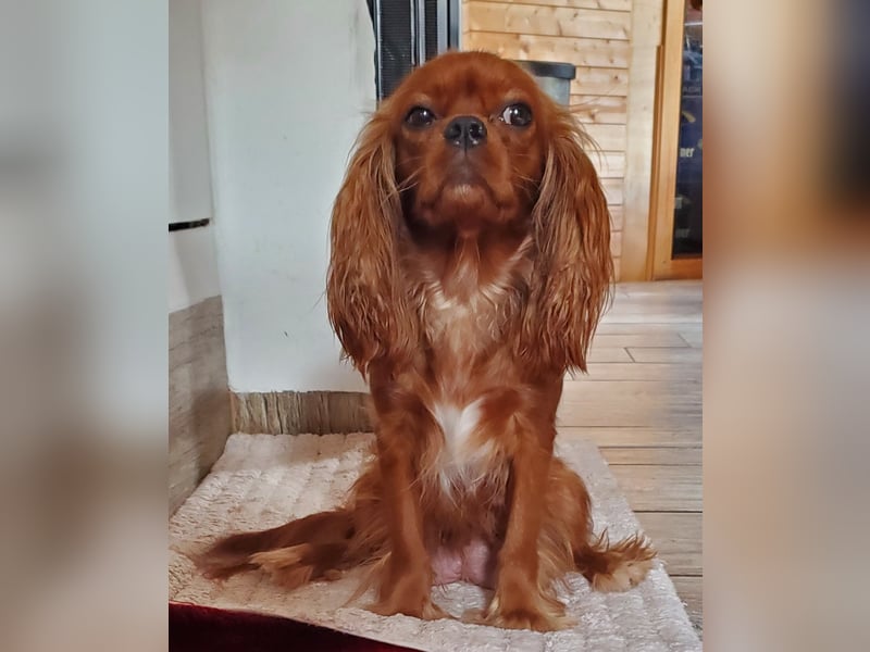 Cavalier King Charles Spaniel Welpen
