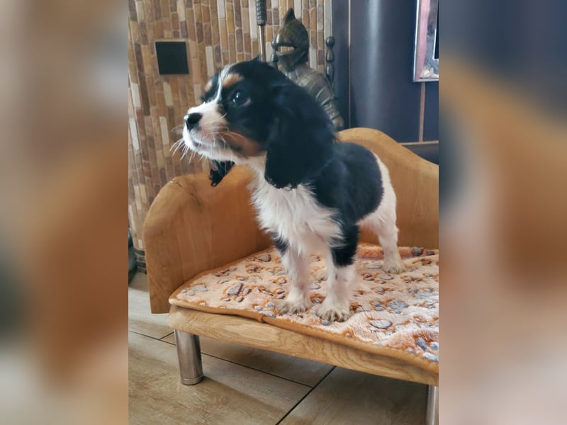 Cavalier King Charles Spaniel Welpen
