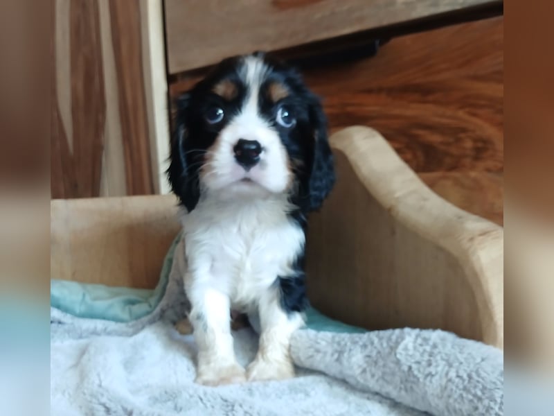 Cavalier King Charles Spaniel Welpen