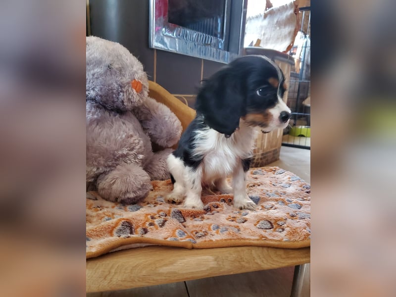 Cavalier King Charles Spaniel Welpen