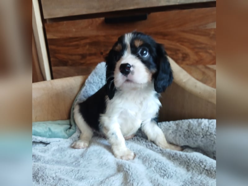 Cavalier King Charles Spaniel Welpen