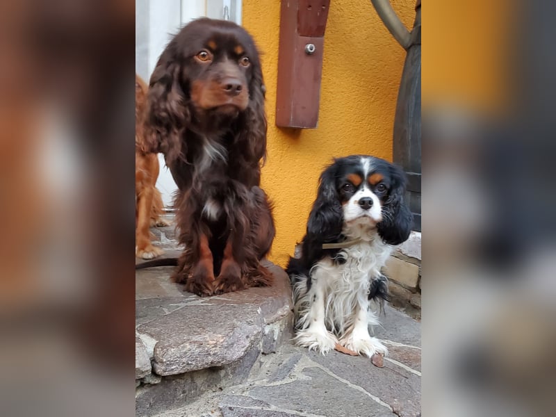 Cavalier King Charles Spaniel Welpen