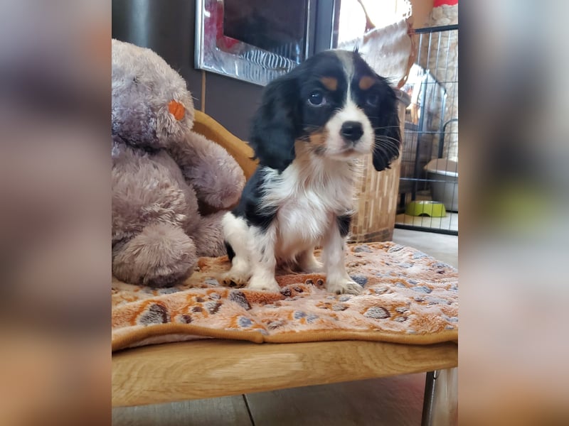 Cavalier King Charles Spaniel Welpen