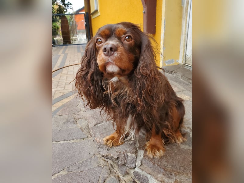 Cavalier King Charles Spaniel Welpen