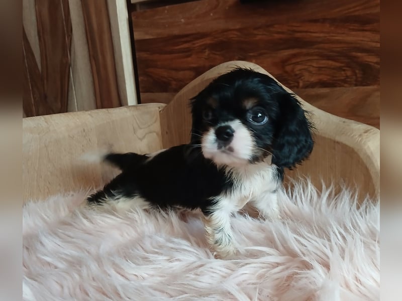 Cavalier King Charles Spaniel Welpen