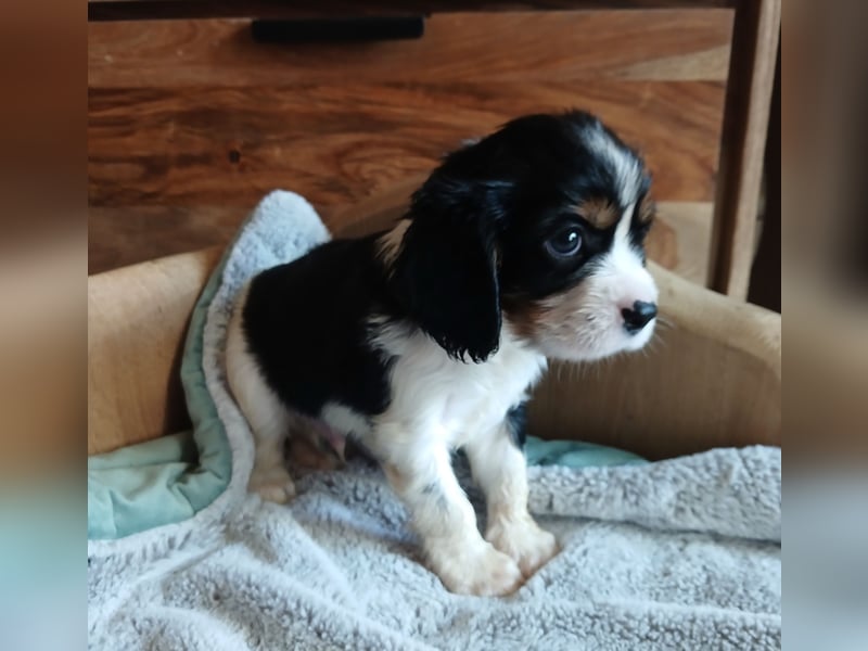 Cavalier King Charles Spaniel Welpen