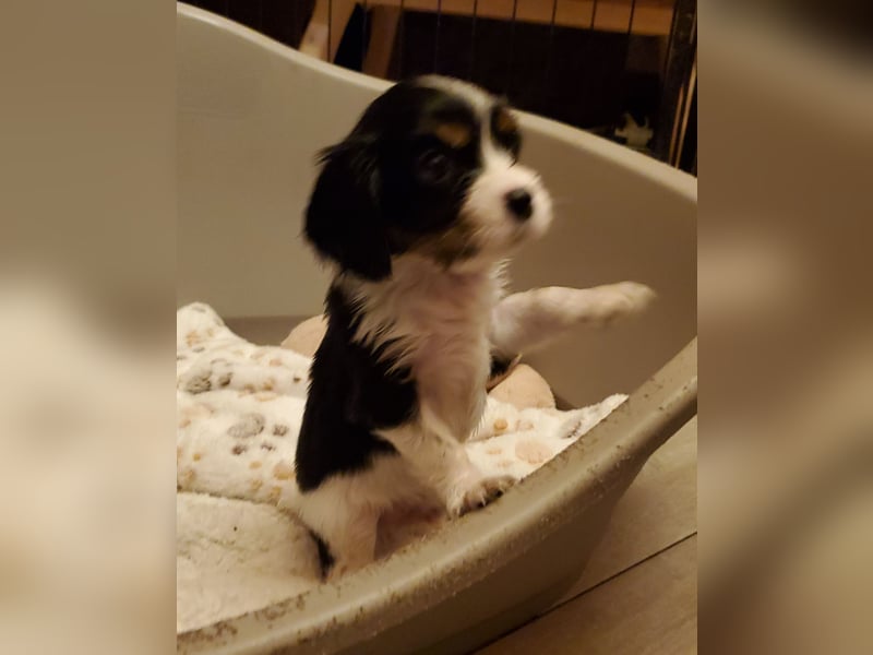 Cavalier King Charles Spaniel Welpen