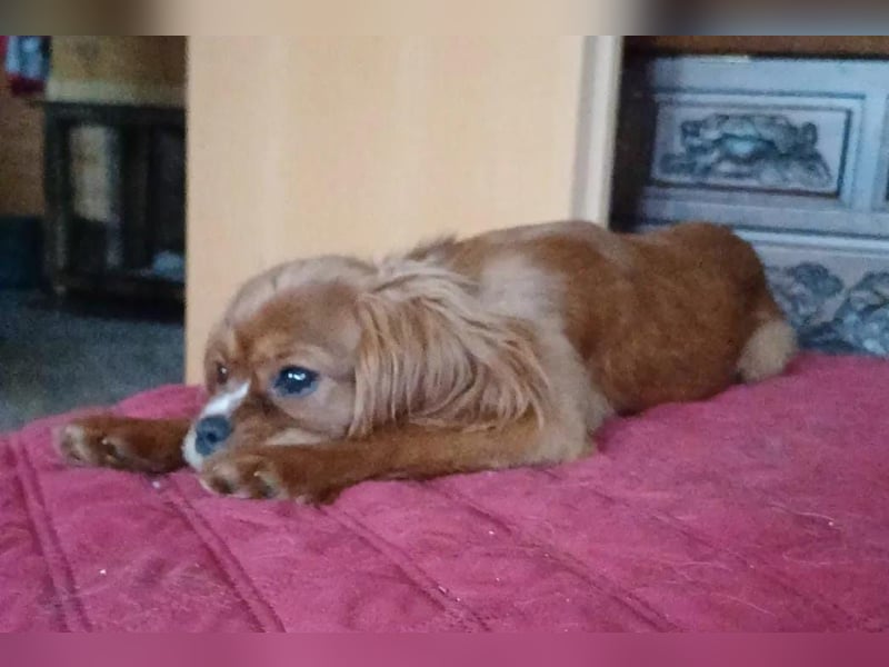 Cavalier King Charles Spaniel Welpen