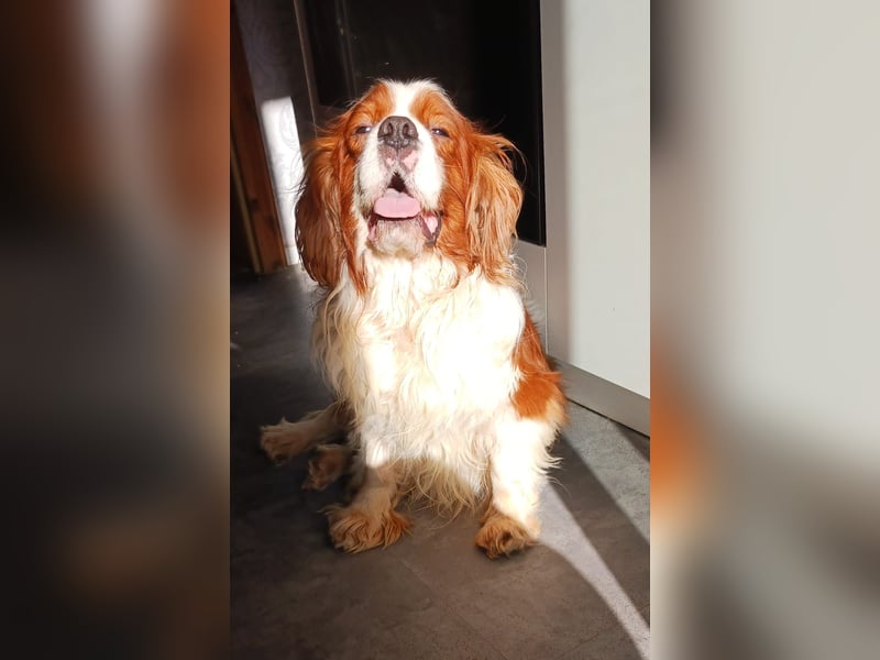 Cavi, hübscher Cavalier King Charles Spaniel