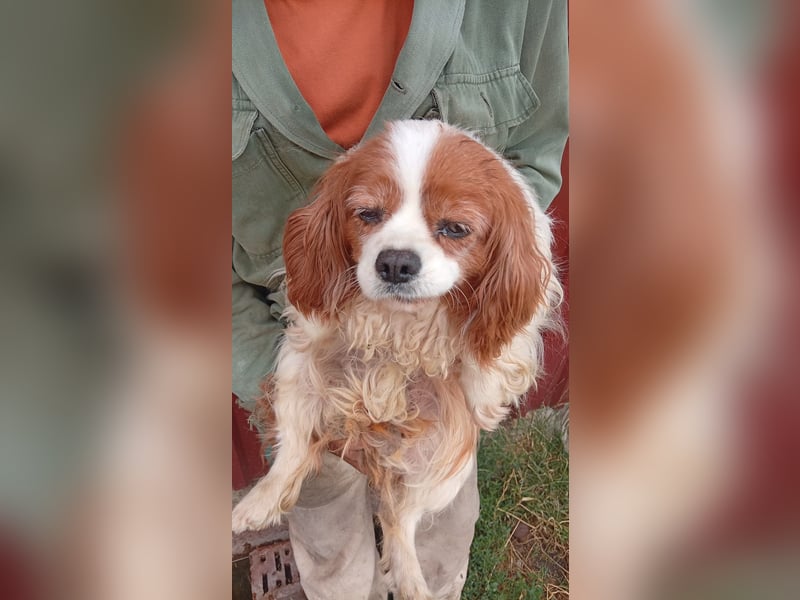 Ribizli, hübsche Cavalier King Charles Spaniel Hündin geb. 01/2019