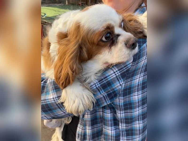 Amanda, hübsches Cavalier King Charles Mädchen geb.03/2019