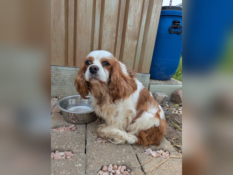 Amanda, süße Cavalier King Charles Dame geb. 03/2019