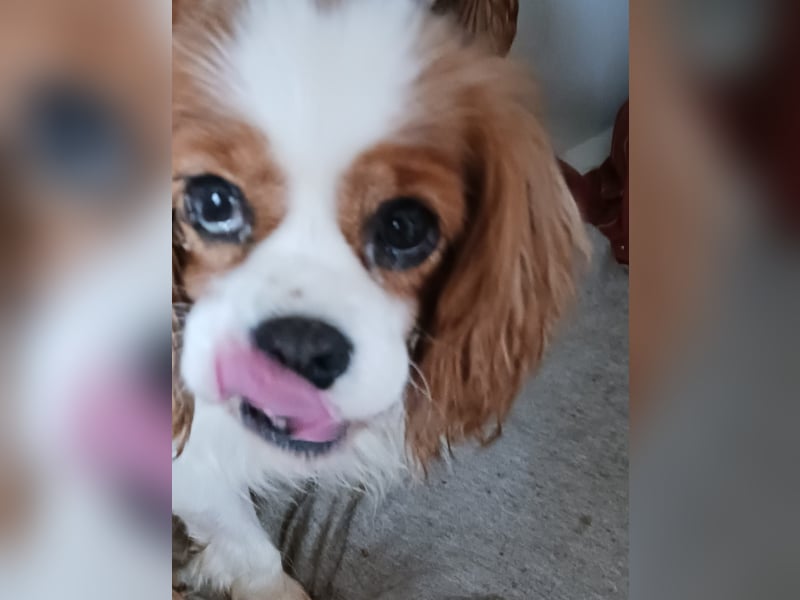 Alaska, süße Cavalier King Charles Spaniel Hündin geb. 02/2018