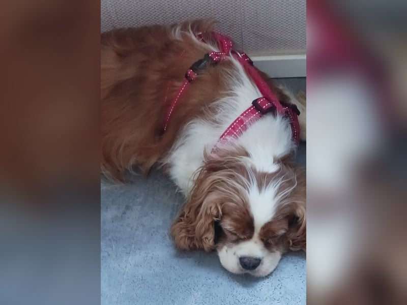 Maszi, schüchterne Cavalier King Charles Spaniel Hündin geb.12/2019