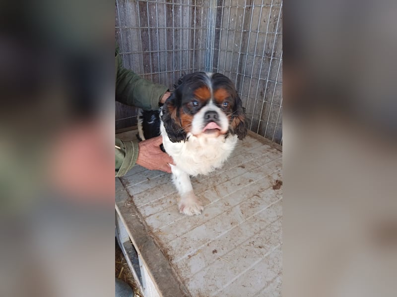 Bernie, liebes Cavalier King Charles Spaniel Mädchen geb. 05/2021