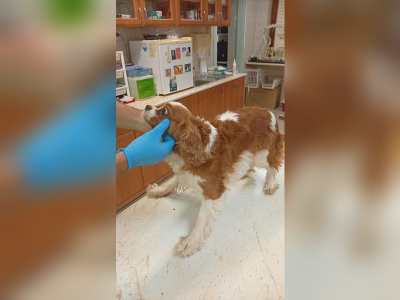 Collie, süße Cavalier King Charles Spaniel Hündin geb. 12/2021