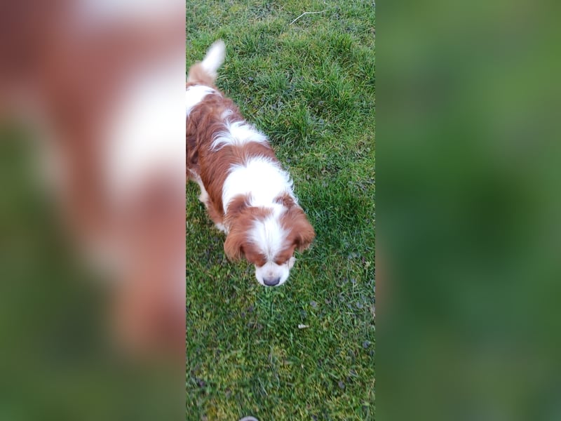 Cavi, hübscher Cavalier King Charles Spaniel