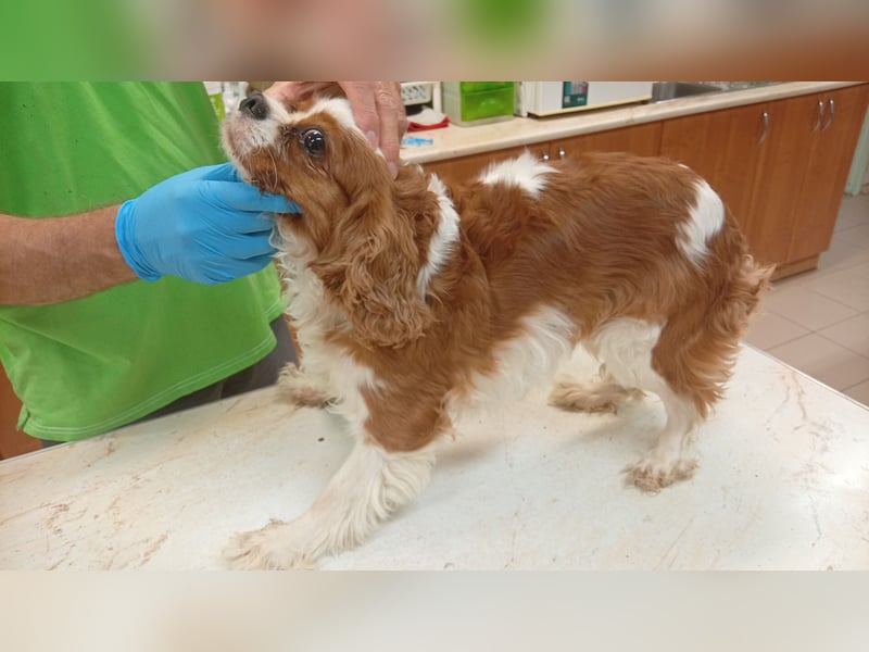 Collie, süße Cavalier King Charles Spaniel Hündin geb. 12/2021
