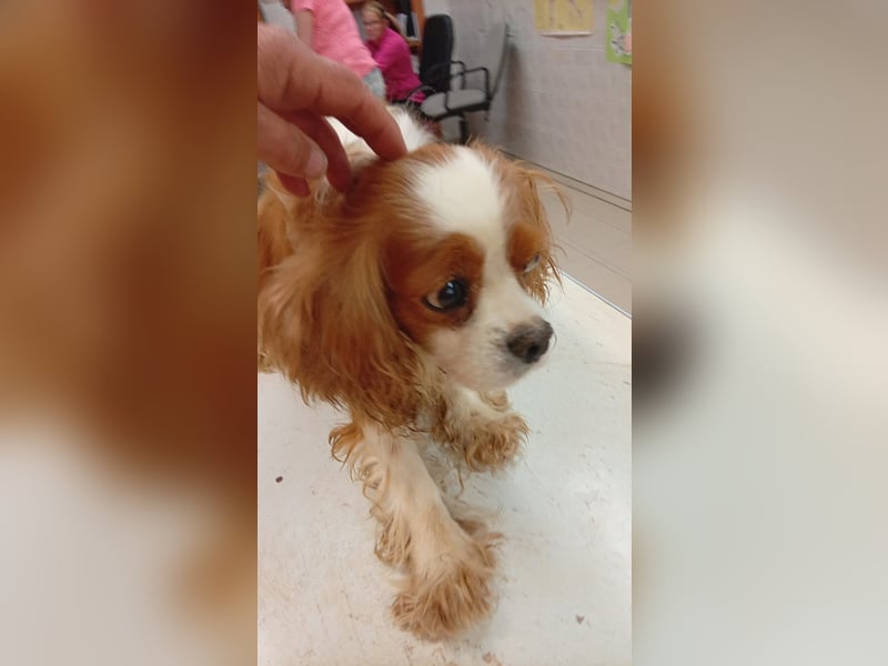 April, süße Cavalier King Charles Spaniel Hündin geb. 02/2018