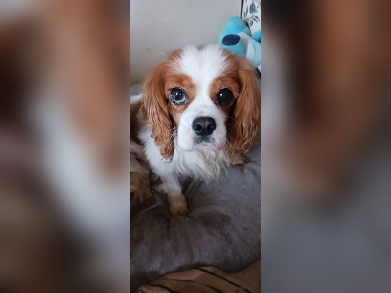 Alaska, süße Cavalier King Charles Spaniel Hündin geb. 02/2018