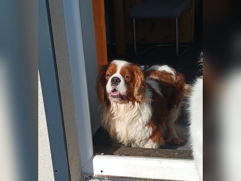Cavi, hübscher Cavalier King Charles Spaniel