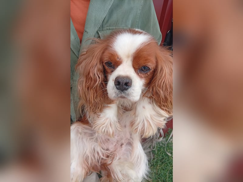 Alaska, süße Cavalier King Charles Spaniel Hündin geb. 02/2018