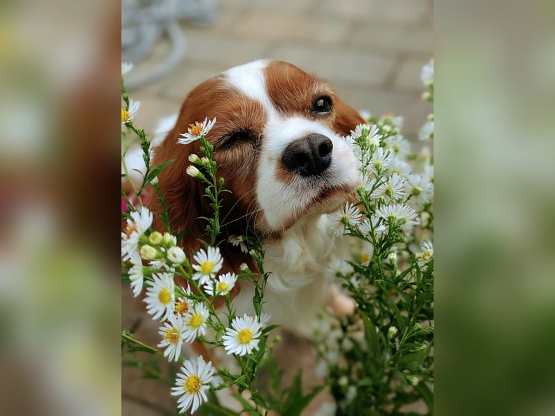 Panka, liebe Cavalier King Charles Spaniel Hündin geb. 12/2017