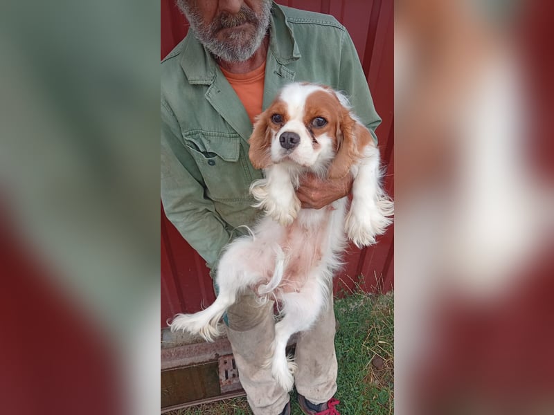 Lesszi, junge, liebe Cavalier King Charles Spaniel Hündin geb. 03/2024