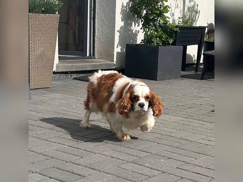 Amanda, süße Cavalier King Charles Dame geb. 03/2019