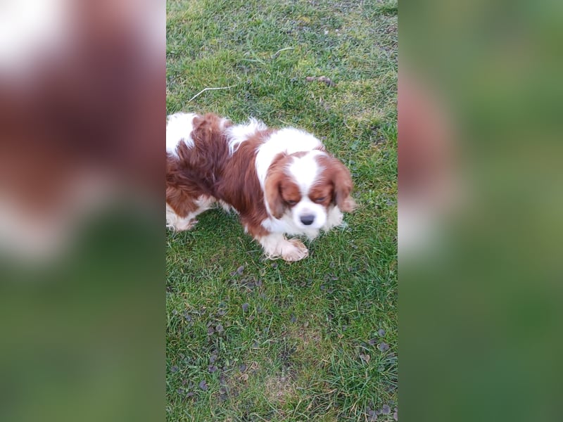 Cavi, hübscher Cavalier King Charles Spaniel