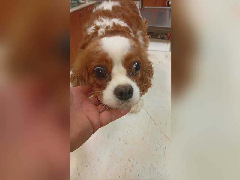 Collie, süße Cavalier King Charles Spaniel Hündin geb. 12/2021