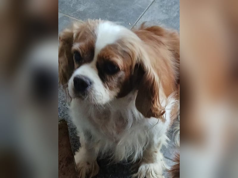 Maszi, schüchterne Cavalier King Charles Spaniel Hündin geb.12/2019