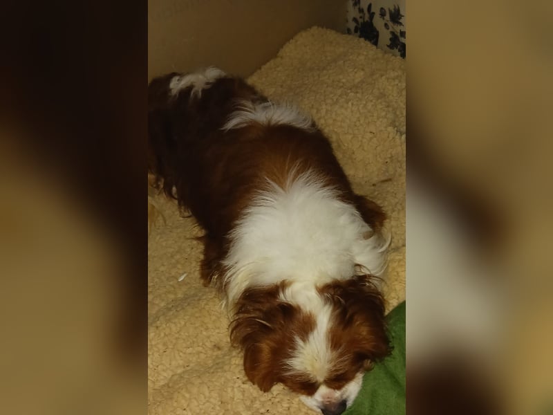 Cavi, hübscher Cavalier King Charles Spaniel