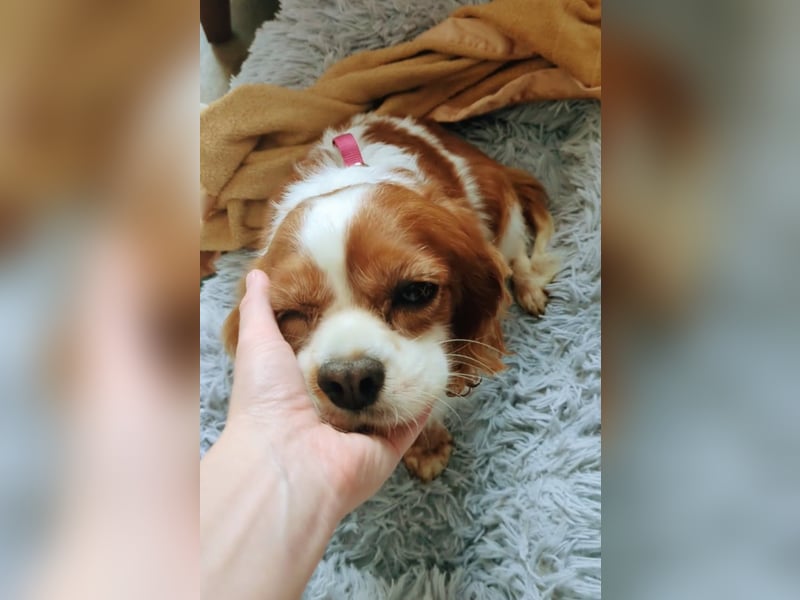 Panka, liebe Cavalier King Charles Spaniel Hündin geb. 12/2017