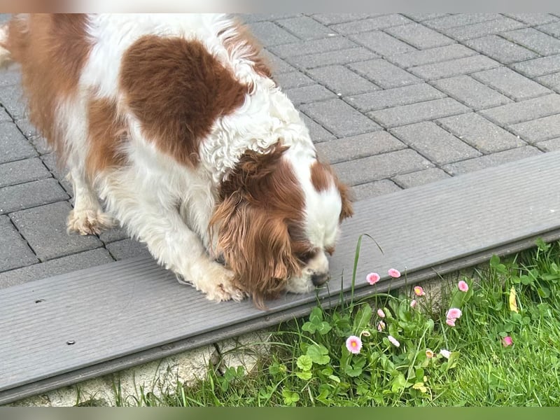 Amanda, süße Cavalier King Charles Dame geb. 03/2019