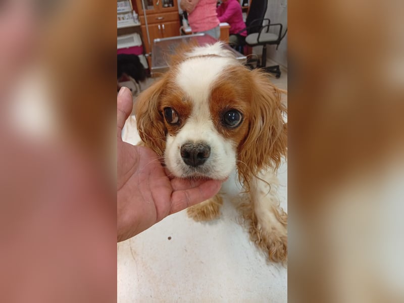 April, süße Cavalier King Charles Spaniel Hündin geb. 02/2018