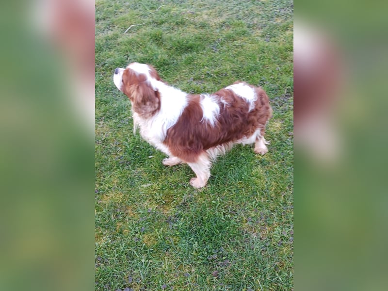 Cavi, hübscher Cavalier King Charles Spaniel