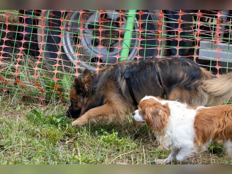 Ribizli, hübsche Cavalier King Charles Spaniel Hündin geb. 01/2019