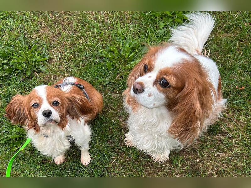 Ribizli, hübsche Cavalier King Charles Spaniel Hündin geb. 01/2019