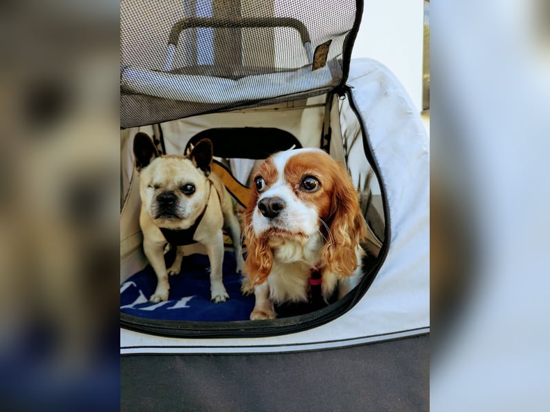 Panka, liebe Cavalier King Charles Spaniel Hündin geb. 12/2017