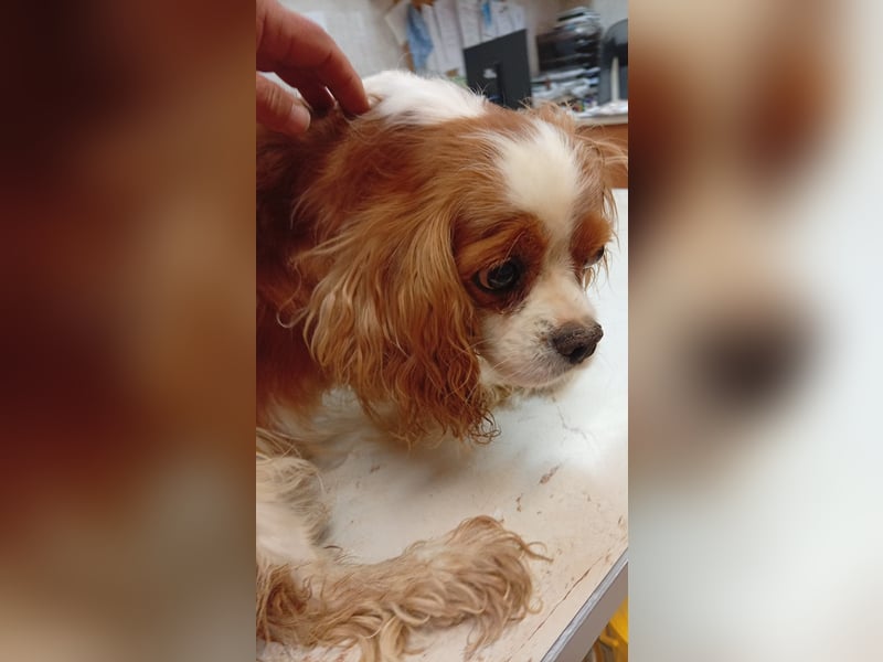April, süße Cavalier King Charles Spaniel Hündin geb. 02/2018